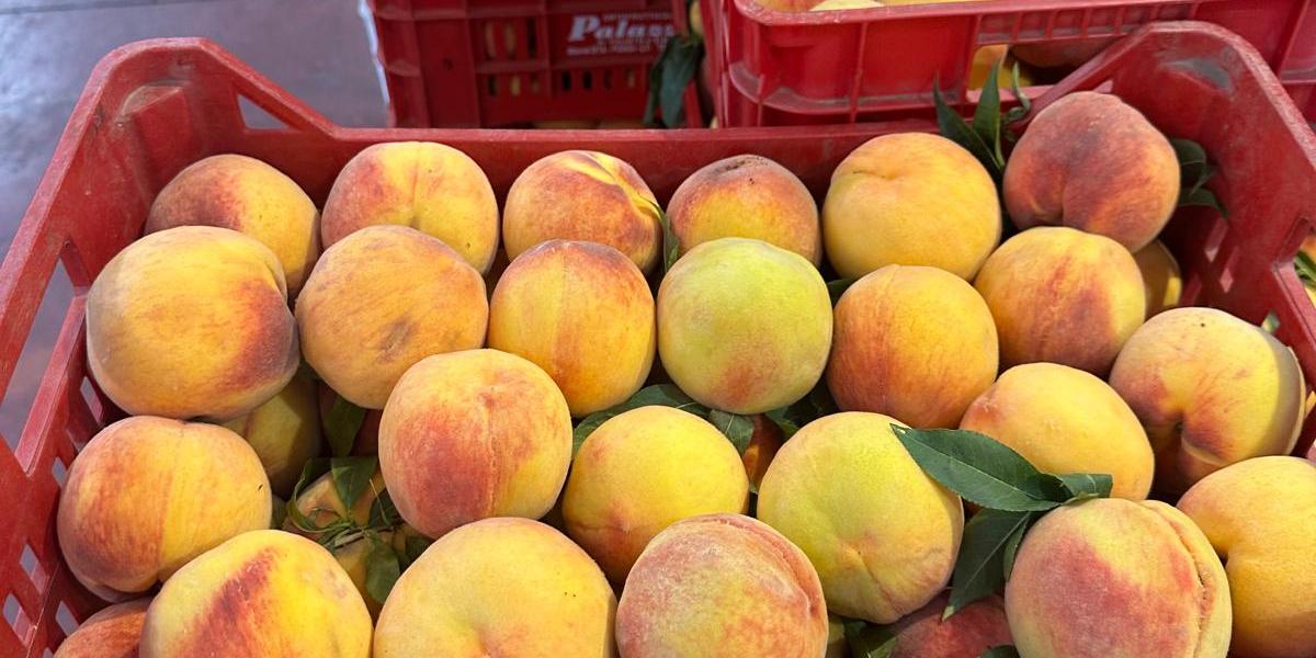 Pesche gialle - Italia, alla rinfusa, prezzo 1,50-1,60 euro/chilo